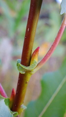 Salix pseudomonticola