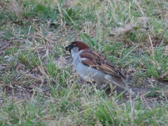 Passer domesticus