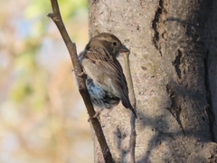 Passer domesticus