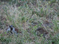 Passer domesticus