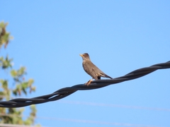 Turdus falcklandii