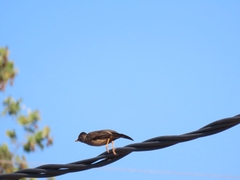 Turdus falcklandii