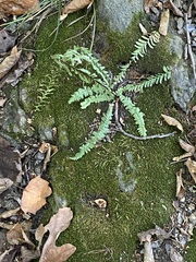 Asplenium platyneuron