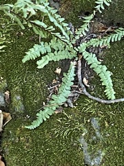 Asplenium platyneuron