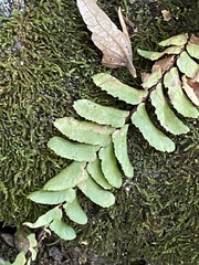 Asplenium platyneuron
