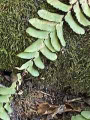 Asplenium platyneuron