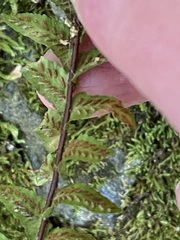 Asplenium platyneuron