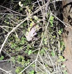 Psammophilus dorsalis