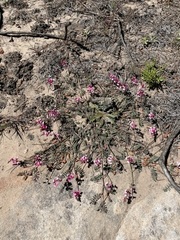 Indigofera humifusoides