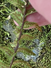 Asplenium platyneuron