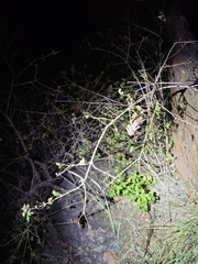 Psammophilus dorsalis