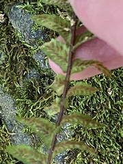 Asplenium platyneuron