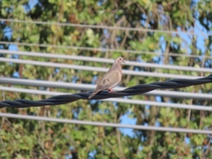 Zenaida auriculata