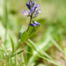 Dwarf Milkwort - Photo (c) Anders Illum, some rights reserved (CC BY-NC-ND)