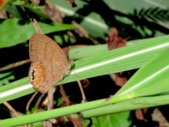 Cyllopsis nayarit