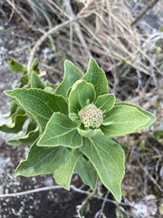 Grazielia brevipetiolata