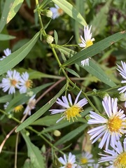 Symphyotrichum