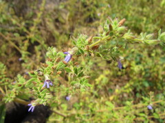 Stemodia foliosa