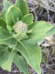 Grazielia brevipetiolata