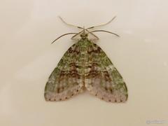 Sauris purpurotincta