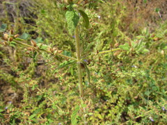 Stemodia foliosa