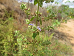 Stemodia foliosa