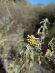 Buddleja mendozensis