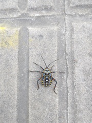 Pachylis argentinus