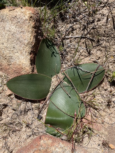 Brunsvigia nervosa
