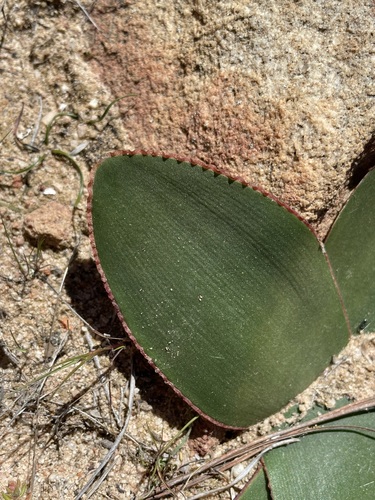 Brunsvigia nervosa