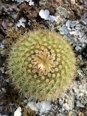 Parodia scopa