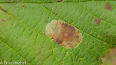 Cameraria betulivora