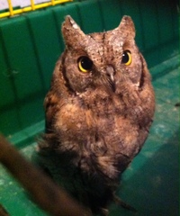 Otus scops
