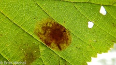 Cameraria betulivora