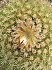 Parodia scopa
