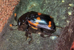 Nicrophorus sayi
