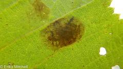 Cameraria betulivora