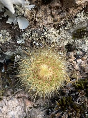 Parodia scopa