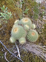 Parodia scopa