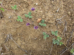 Macroptilium panduratum