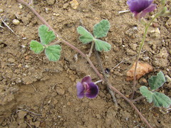 Macroptilium panduratum