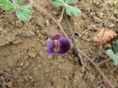 Macroptilium panduratum