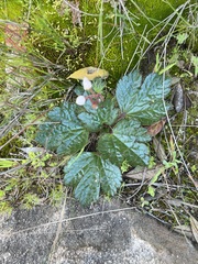 Arctopus echinatus