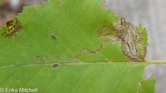 Stigmella lemniscella