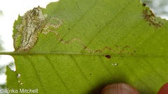 Stigmella lemniscella