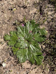 Arctopus echinatus