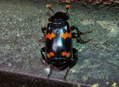 Nicrophorus sayi