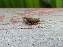 Lophops carinata
