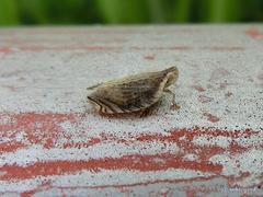 Lophops carinata