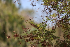 Lysiphyllum cunninghamii